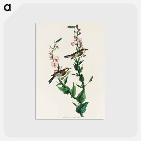 アートポストカード-Chestnut-sided Warbler from Birds of America
 - アメリカの鳥たち Postcard.