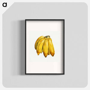 オーストラリア