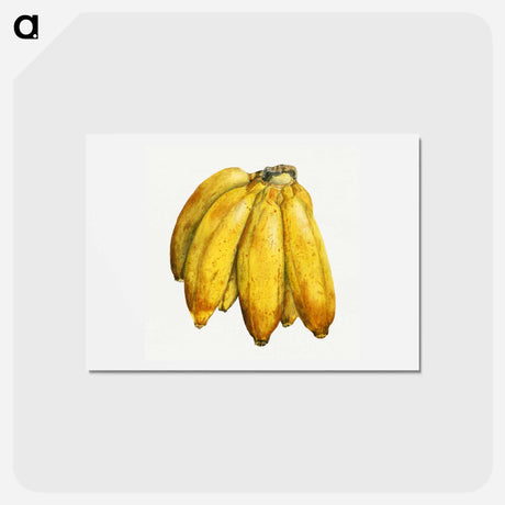 アートポストカード-Long-tailed Grass Finch
 - オーストラリアの鳥 Postcard.