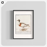 Indian runner duck - アンセルムス ボエティウス デ ブート Poster.