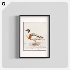 アートポスター-Indian runner duck - アンセルムス ボエティウス デ ブート Poster.
