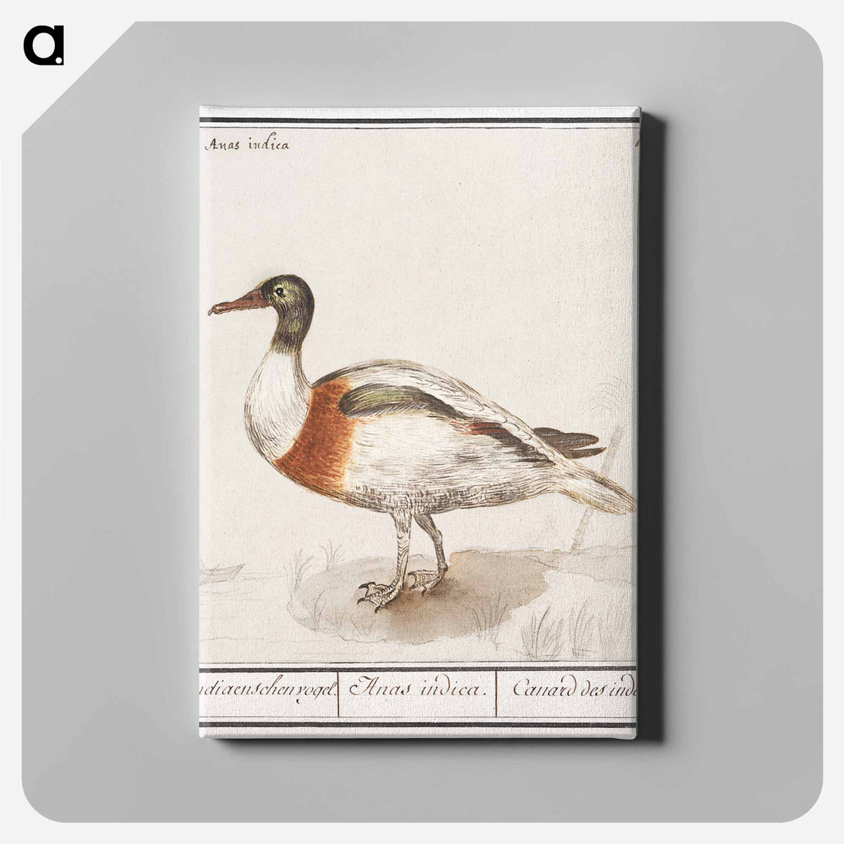 Indian runner duck - アンセルムス ボエティウス デ ブート Canvas.