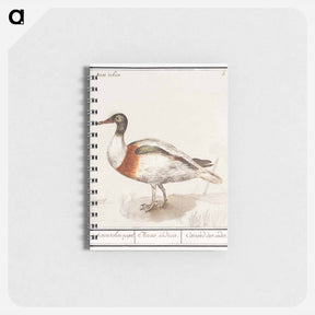 アートメモ帳-Indian runner duck - アンセルムス ボエティウス デ ブート Memo.