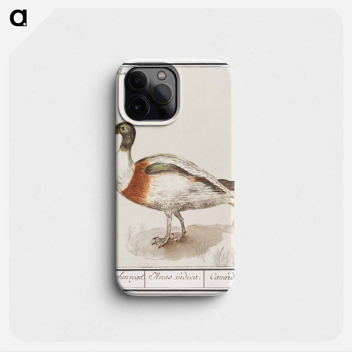 Indian runner duck - アンセルムス ボエティウス デ ブート Phone Case.