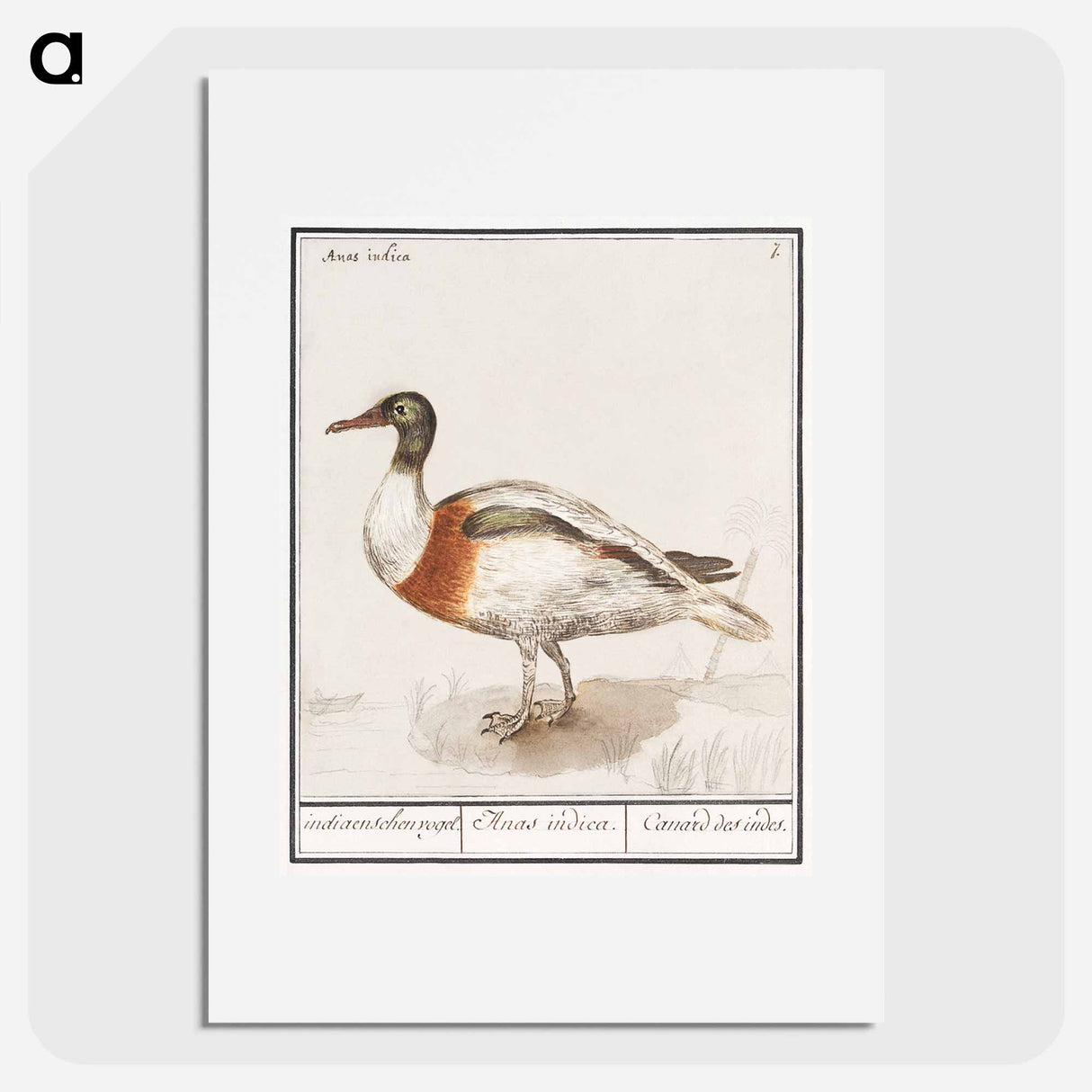 Indian runner duck - アンセルムス ボエティウス デ ブート Poster.
