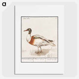Indian runner duck - アンセルムス ボエティウス デ ブート Poster.