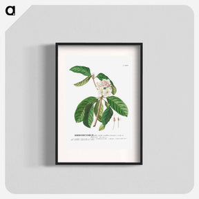 アートポスター-Rhododendron or Snow-rose
 - クリーブランド美術館 Poster.