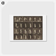 アートポストカード-Animal Locomotion
 - エドワード マイブリッジ Postcard.