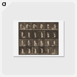 アートポストカード-Animal Locomotion
 - エドワード マイブリッジ Postcard.
