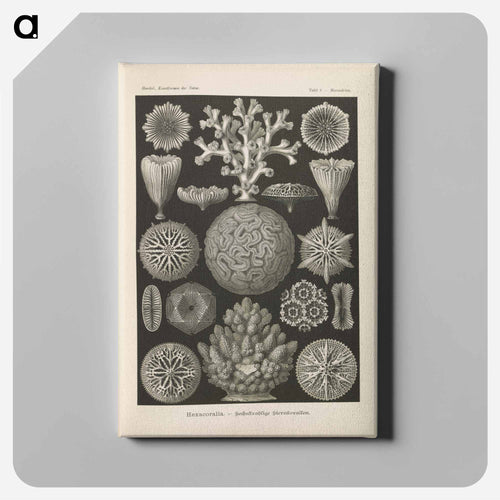 Marine life illustration - エルンスト ヘッケル Canvas.