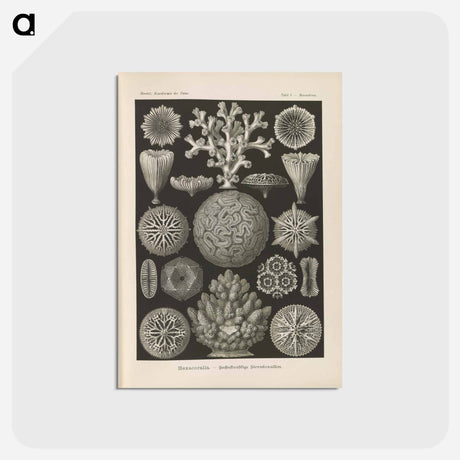 アートポストカード-Marine life illustration - エルンスト ヘッケル Postcard.