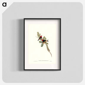 アートポスター-Red-headed Honey-eater
 - ジョン グールド Poster.