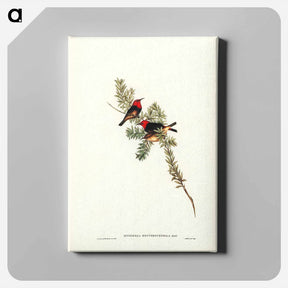 アートパネル-Red-headed Honey-eater
 - ジョン グールド Canvas.