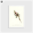 アートポストカード-Red-headed Honey-eater
 - ジョン グールド Postcard.
