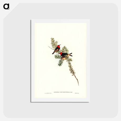 アートポストカード-Red-headed Honey-eater
 - ジョン グールド Postcard.