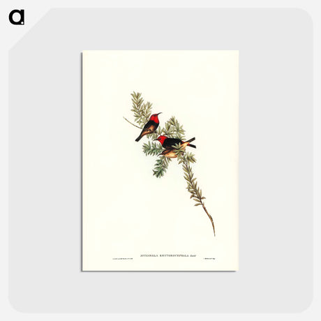 アートポストカード-Red-headed Honey-eater
 - ジョン グールド Postcard.