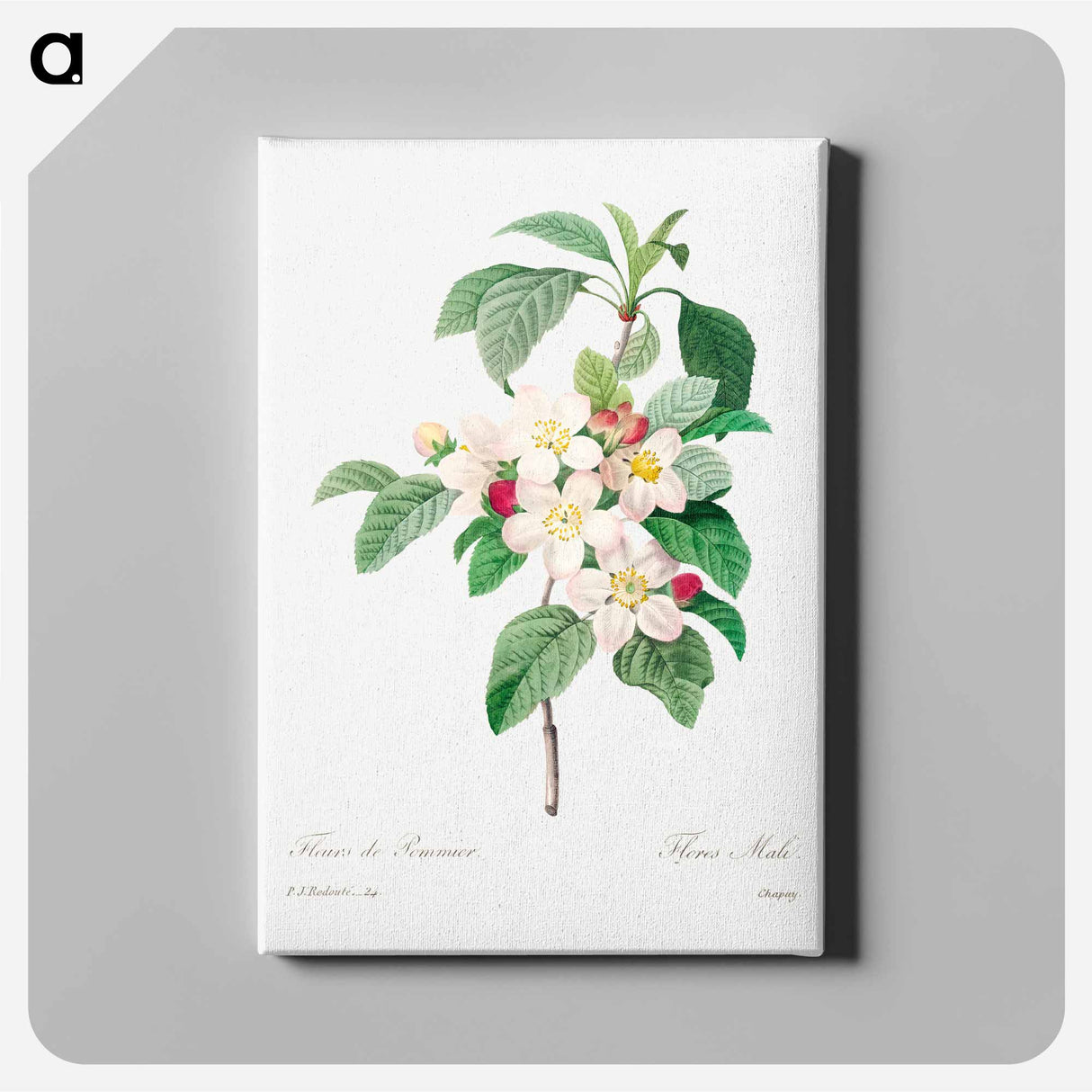 アートパネル-Antique plant - ピエール ジョゼフ ルドゥーテ Canvas.