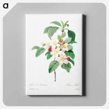 アートパネル-Antique plant - ピエール ジョゼフ ルドゥーテ Canvas.