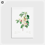 アートポストカード-Antique plant - ピエール ジョゼフ ルドゥーテ Postcard.