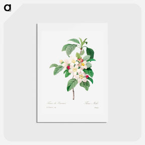 アートポストカード-Antique plant - ピエール ジョゼフ ルドゥーテ Postcard.