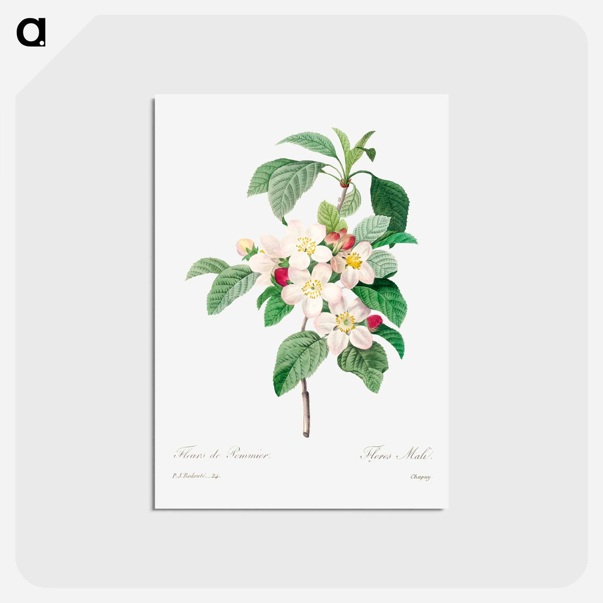 アートポストカード-Antique plant - ピエール ジョゼフ ルドゥーテ Postcard.