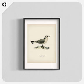 アートポスター-Black-Legged Kittiwake
 - スヴェンスカ フォグラル Poster.