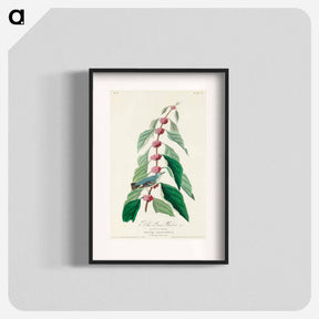 アートポスター-Blue-green Warbler from Birds of America
 - アメリカの鳥たち Poster.