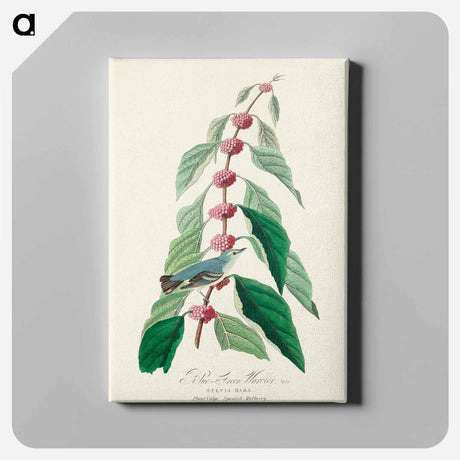 アートパネル-Blue-green Warbler from Birds of America
 - アメリカの鳥たち Canvas.