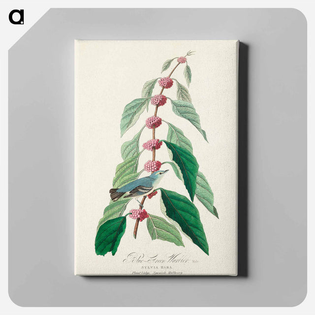 アートパネル-Blue-green Warbler from Birds of America
 - アメリカの鳥たち Canvas.