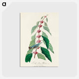 アートポストカード-Blue-green Warbler from Birds of America
 - アメリカの鳥たち Postcard.