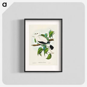 アートポスター-Torres Strait Fruit Pigeon
 - オーストラリアの鳥 Poster.