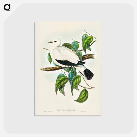 アートポストカード-Torres Strait Fruit Pigeon
 - オーストラリアの鳥 Postcard.