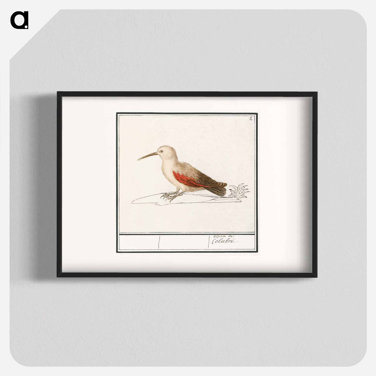 Wallcreeper - アンセルムス ボエティウス デ ブート Poster.