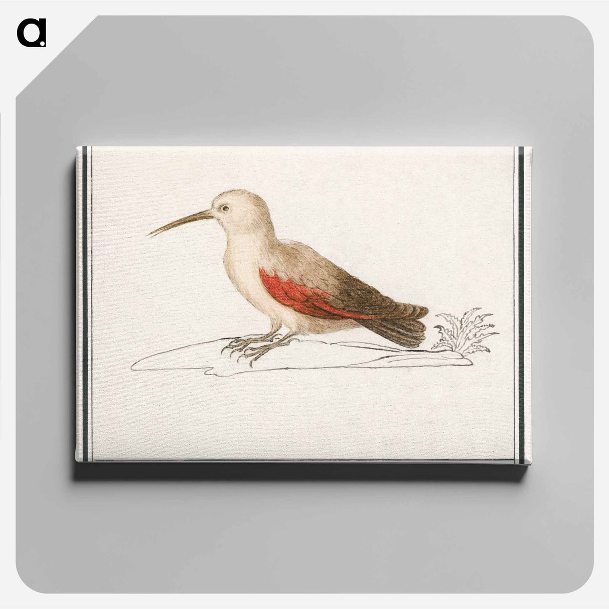 Wallcreeper - アンセルムス ボエティウス デ ブート Canvas.