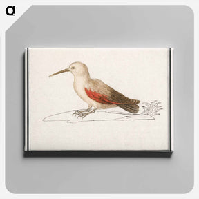 アートパネル-Wallcreeper - アンセルムス ボエティウス デ ブート Canvas.