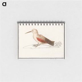 アートメモ帳-Wallcreeper - アンセルムス ボエティウス デ ブート Memo.