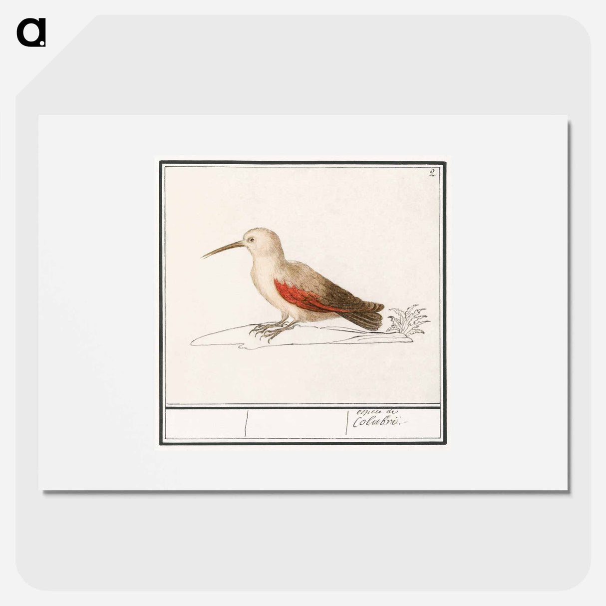 Wallcreeper - アンセルムス ボエティウス デ ブート Poster.