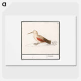 Wallcreeper - アンセルムス ボエティウス デ ブート Poster.