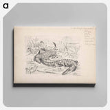 African animals - アーノルド ピーター ワイズ クビンチャン Canvas.