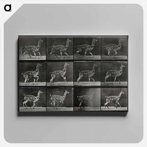 アートパネル-Walking Llama
 - エドワード マイブリッジ Canvas.