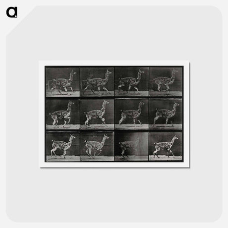 アートポストカード-Walking Llama
 - エドワード マイブリッジ Postcard.