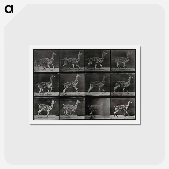 アートポストカード-Walking Llama
 - エドワード マイブリッジ Postcard.