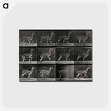 アートポストカード-Walking Llama
 - エドワード マイブリッジ Postcard.