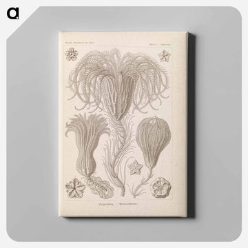 Marine life illustration - エルンスト ヘッケル Canvas.