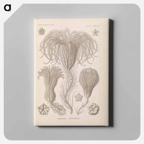 Marine life illustration - エルンスト ヘッケル Canvas.