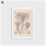 アートポストカード-Marine life illustration - エルンスト ヘッケル Postcard.