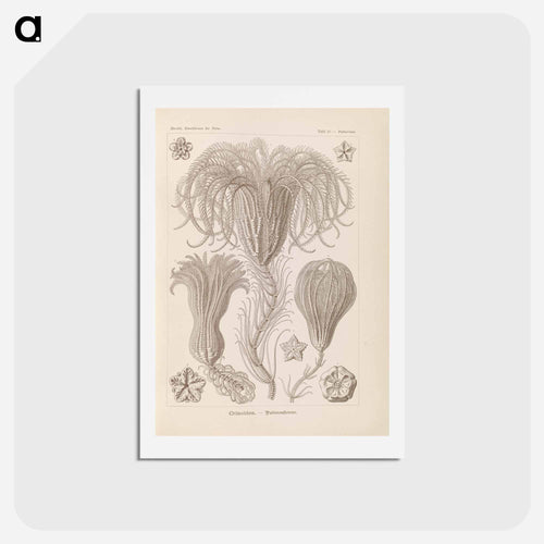 Marine life illustration - エルンスト ヘッケル Postcard.