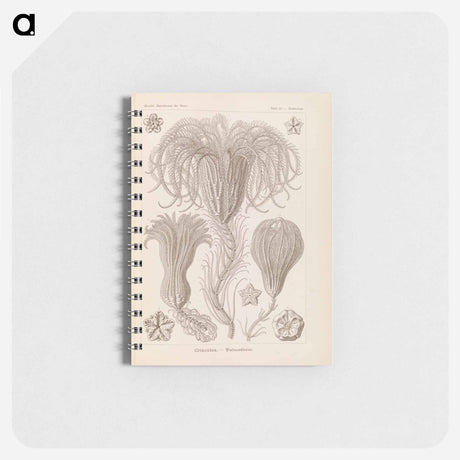 アートメモ帳-Marine life illustration - エルンスト ヘッケル Memo.