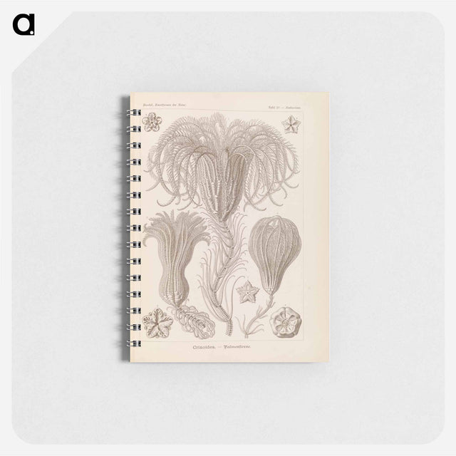 アートメモ帳-Marine life illustration - エルンスト ヘッケル Memo.