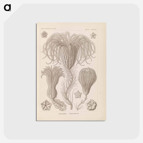 アートポストカード-Marine life illustration - エルンスト ヘッケル Postcard.